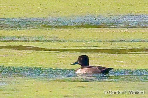 Duck In A Lagoon_51179.jpg - Ring-necked Duck (Aythya collaris) photographed near Lindsay, Ontario, Canada.